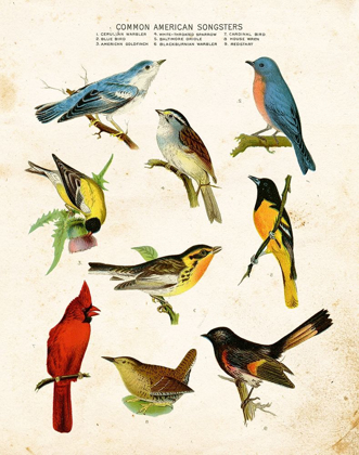 Picture of BIRD CHART II