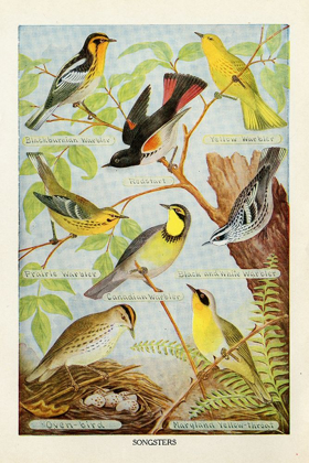 Picture of BIRD CHART III