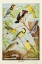 Picture of BIRD CHART III