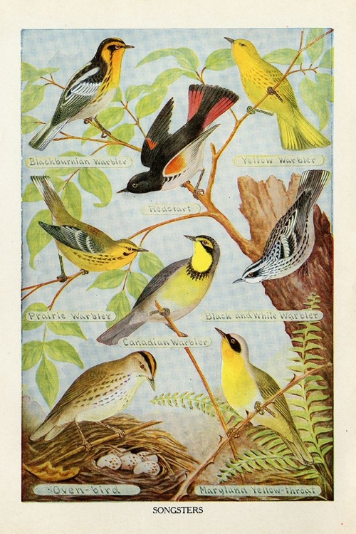 Picture of BIRD CHART III