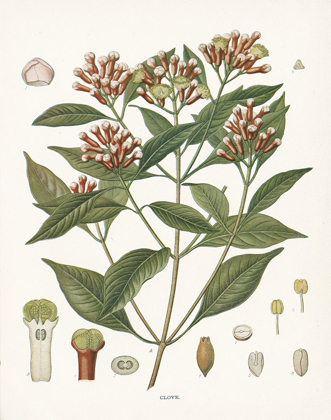 Picture of CLOVE BOTANICAL