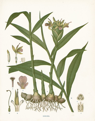 Picture of GINGER BOTANICAL