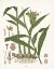 Picture of GINGER BOTANICAL