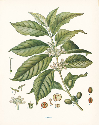 Picture of COFFEE BOTANICAL