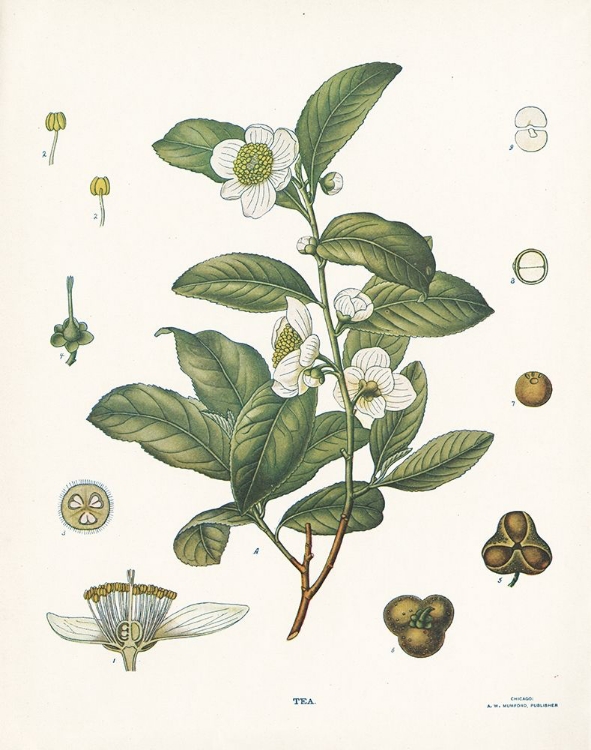 Picture of TEA BOTANICAL