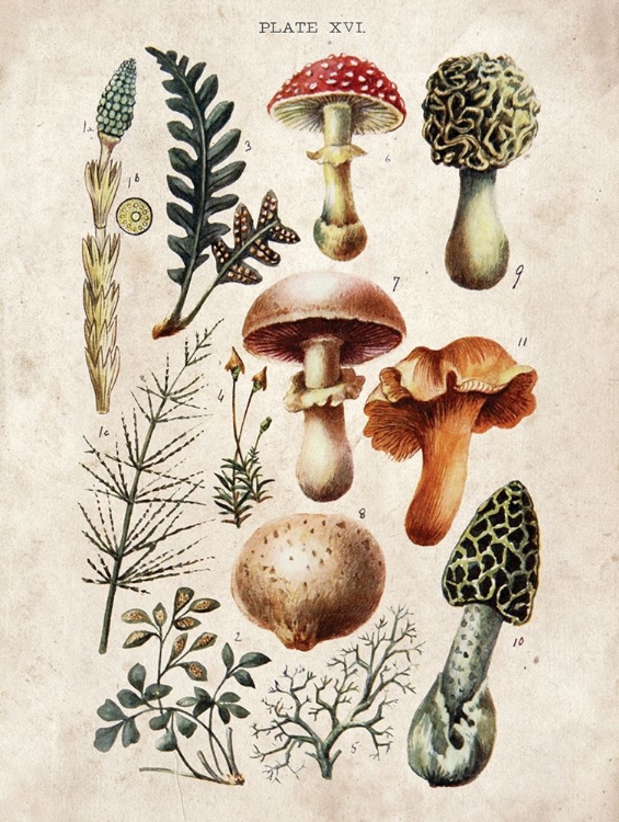 Picture of MUSHROOM CHART I