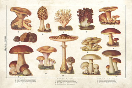 Picture of MUSHROOM CHART II