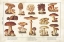 Picture of MUSHROOM CHART II