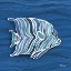 Picture of TAHITI BLUES I