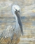 Picture of GOLDEN SALTY PELICAN