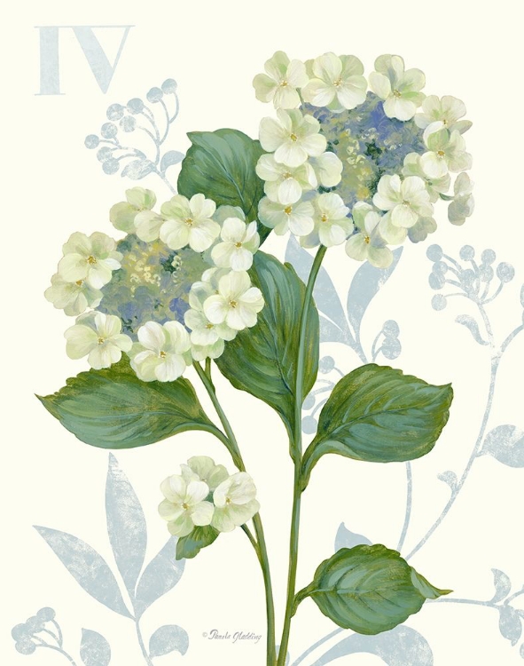 Picture of LACE HYDRANGEA