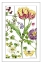Picture of PRINT BOTANICAL III