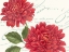 Picture of RED DAHLIAS
