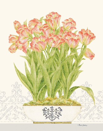 Picture of IMPERIAL TULIPS
