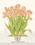 Picture of IMPERIAL TULIPS