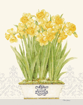 Picture of IMPERIAL DAFFODILS