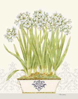 Picture of IMPERIAL NARCISSUS