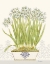 Picture of IMPERIAL NARCISSUS