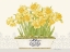 Picture of IMPERIAL DAFFODILS HORIZONTAL