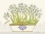 Picture of IMPERIAL NARCISSUS HORIZONTAL