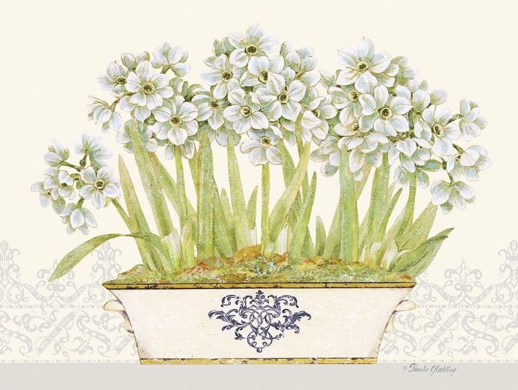 Picture of IMPERIAL NARCISSUS HORIZONTAL