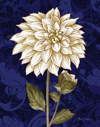 Picture of DAMASK DAHLIA
