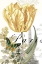 Picture of PARIS TULIP
