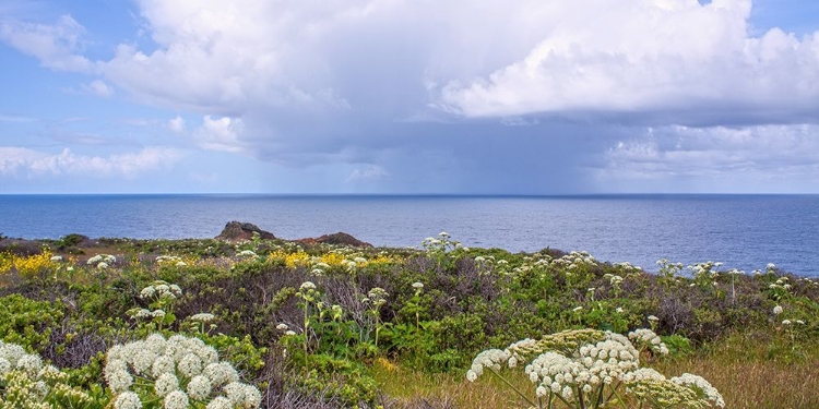 Picture of COASTAL WILDFLOWERS I