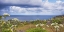 Picture of COASTAL WILDFLOWERS II