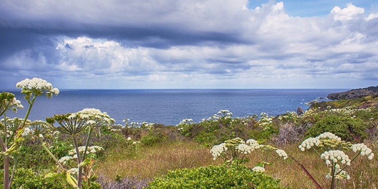 Picture of COASTAL WILDFLOWERS II