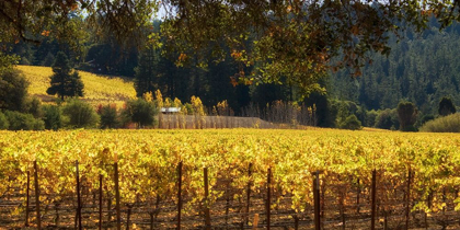 Picture of GOLDEN VINEYARD I