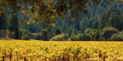 Picture of GOLDEN VINEYARD II