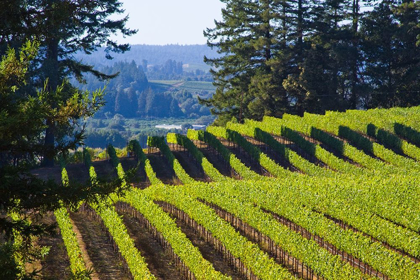 Picture of SUNLIT VINEYARD I