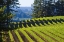 Picture of SUNLIT VINEYARD I