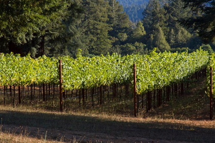 Picture of SUNLIT VINEYARD II