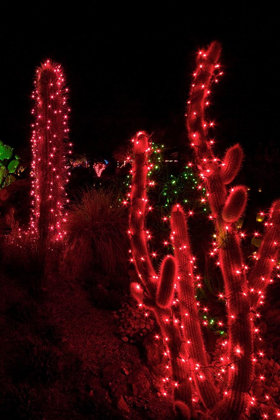 Picture of HOLIDAY CACTUS I