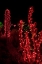 Picture of HOLIDAY CACTUS I