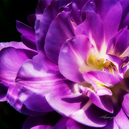 Picture of PURPLE PETALS