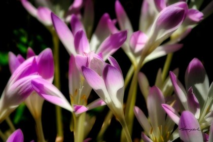 Picture of SEPTEMBER FLOWERS