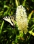 Picture of YELLOW BUTTERFLY