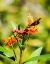 Picture of ORANGE BUTTERFLY