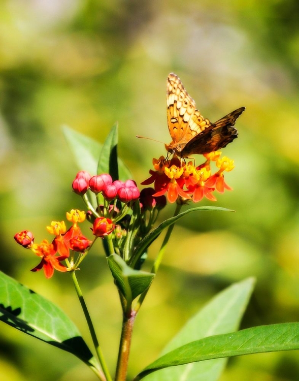 Picture of ORANGE BUTTERFLY