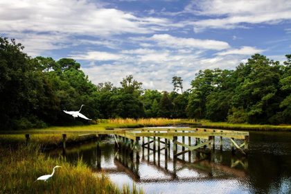 Picture of EGRET ON THE WING