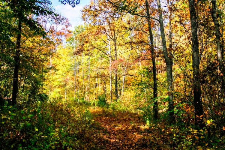 Picture of AUTUMN COLORS