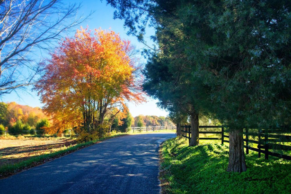 Picture of THE ROAD HOME II