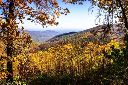 Picture of BLUE RIDGE AUTUMN