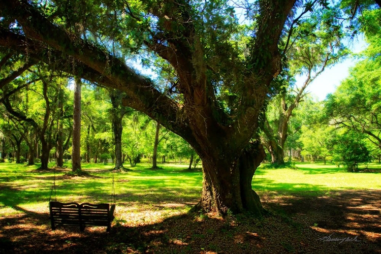 Picture of TREE SWING