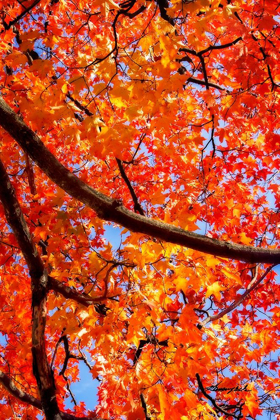 Picture of AUTUMN GLORY II