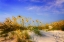 Picture of WAVING SEA OATS