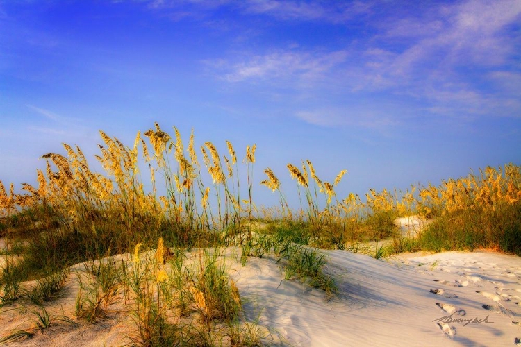 Picture of WAVING SEA OATS